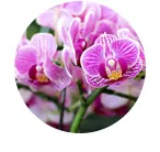 L orchidee