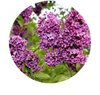 Le lilas